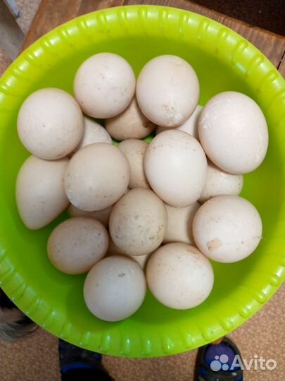 Утиные яйца