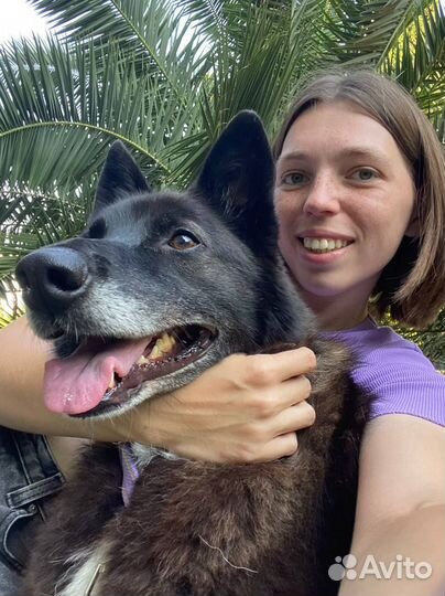 Собака ищет дом