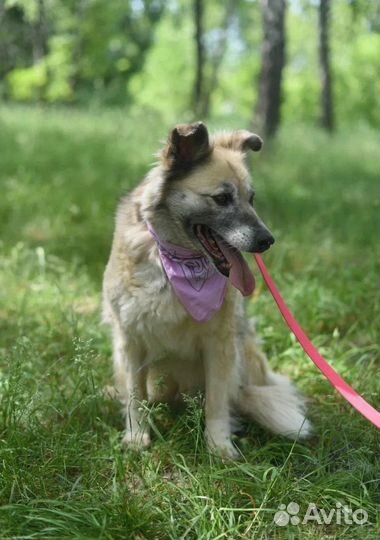 Собака из приюта