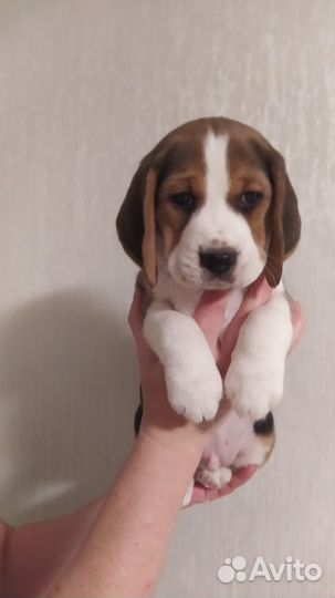 Щенки Бигль