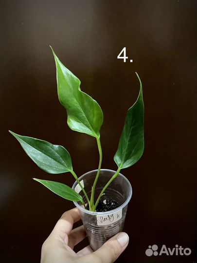 Антуриум Лили мини-сорт