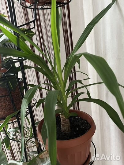 Комнатные цветы