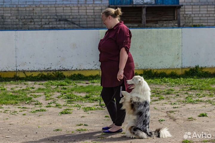 Кинолог с выездом на дом