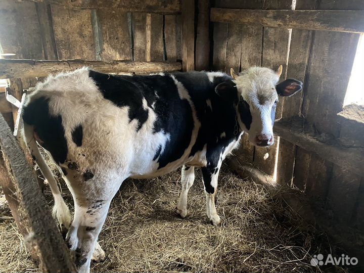 Телка 1.3 года