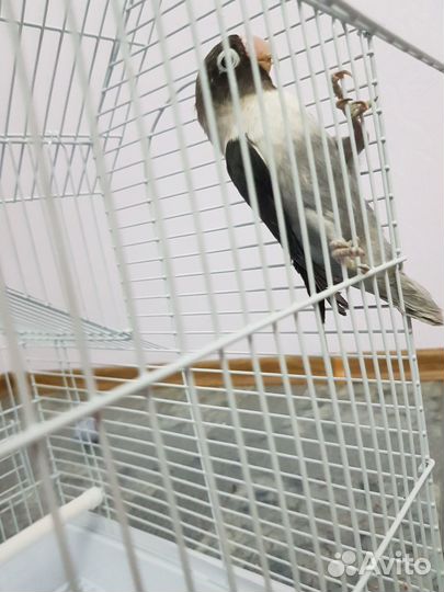 Попугай неразлучник масковый