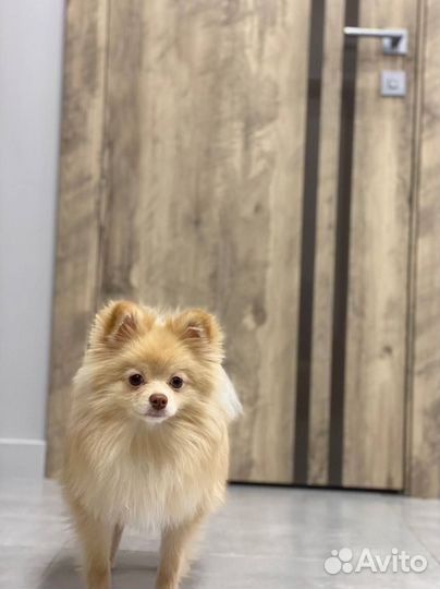 Межкомнатные двери для квартиры