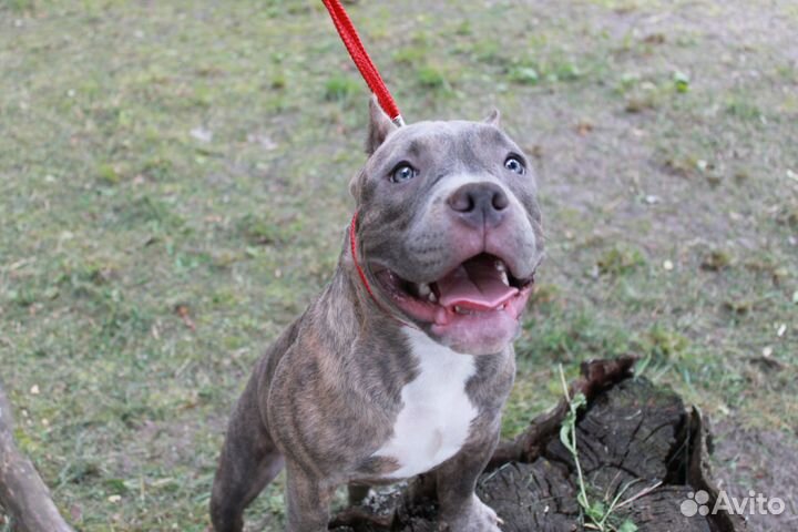 Американский Булли