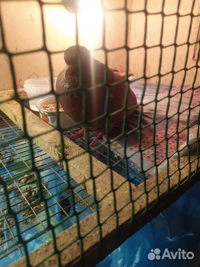 Голубь шоколадного цвета с белым хвостом