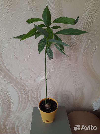 Авокадо растение