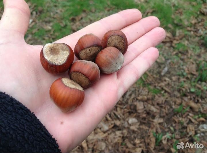 Лещина саженцы