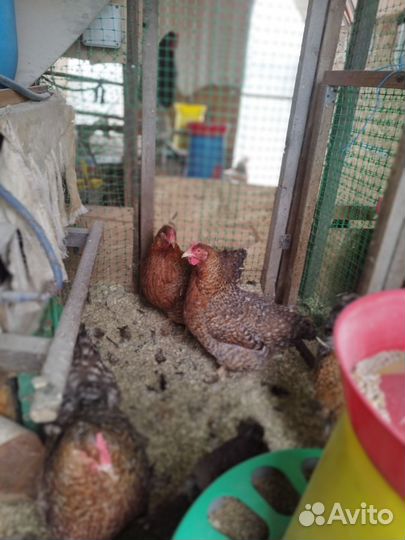 Породные куры белифельдер