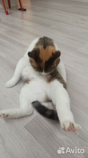 Кошки в добрые руки