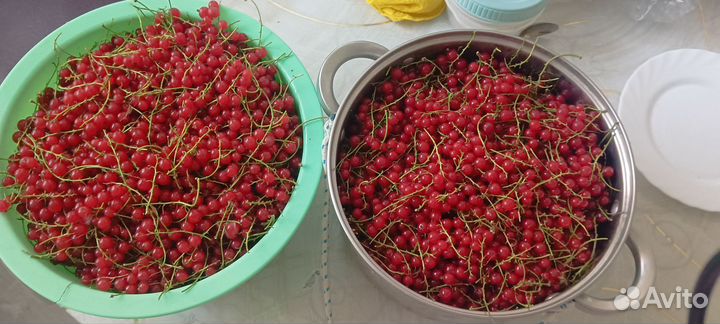 Красная смородина