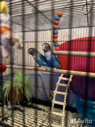 Попугай неразлучники