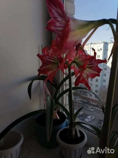 Гиппиаструм