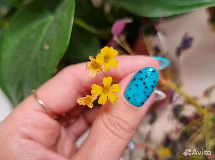 Оксалис вулканический бургунди