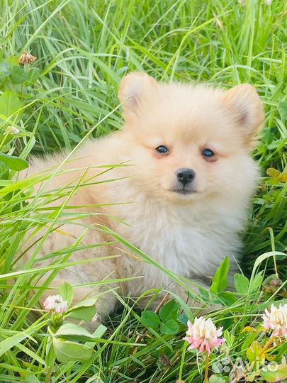 Собака шпиц