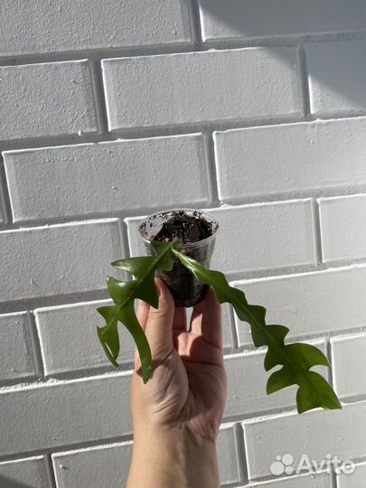 Эпифиллум марниера бронь Маркус