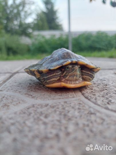 Черепаха водная мини