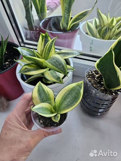 Сансевиерия сортовые коллекционные