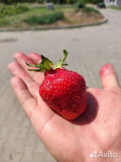 Рассада клубники разных сортов