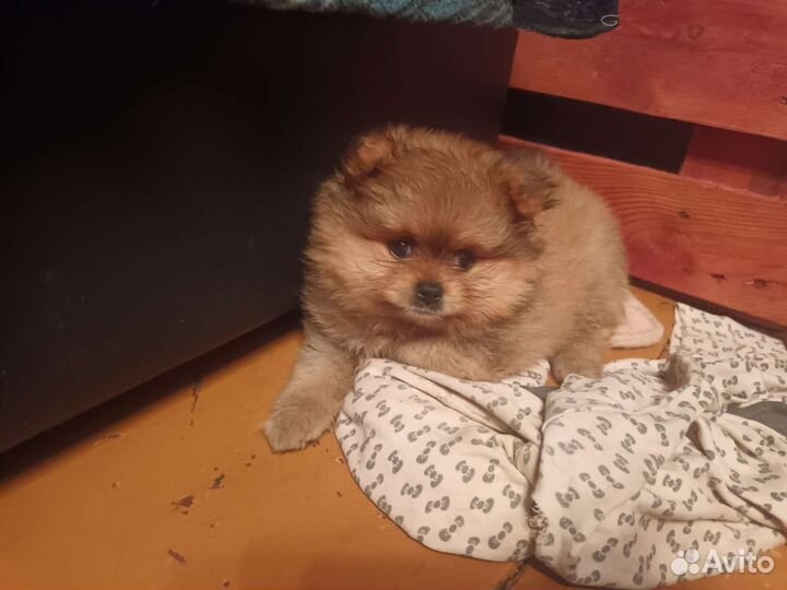 Помесь шпица и Йорка