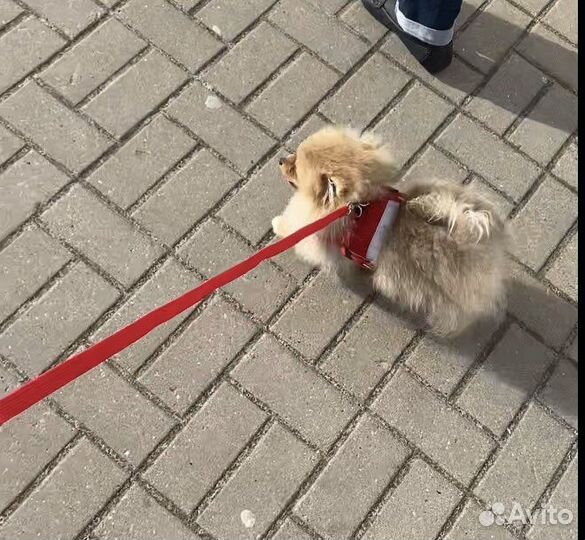 Поводок и намордник для мелких собак