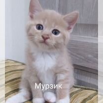 Котята в добрые руки бесплатно