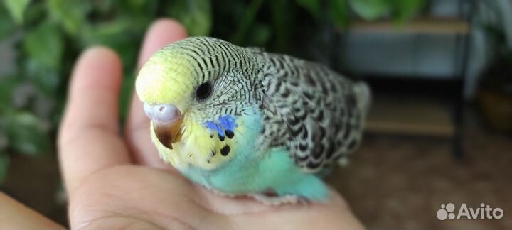 Птенцы волнистый попугай