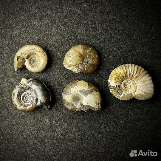 Набор аммонитов окаменелость ископаемое