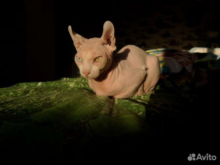 Сфинкс эльф вязка