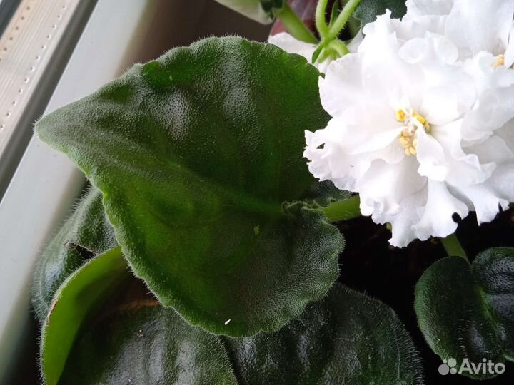 Лист Фиалки на разведение