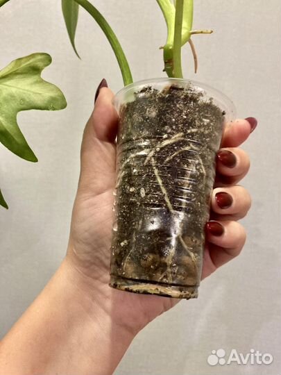 Филодендрон т31