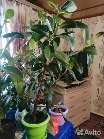 Фикус декоративный