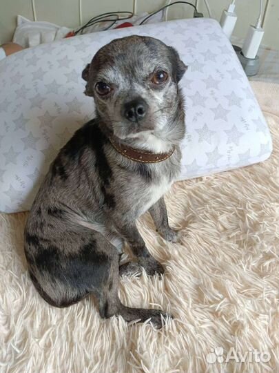 Маленькая собака чихуахуа