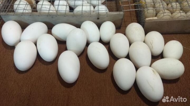Яйца Инкубационные Гуси Wanxi, индо утки, Куры