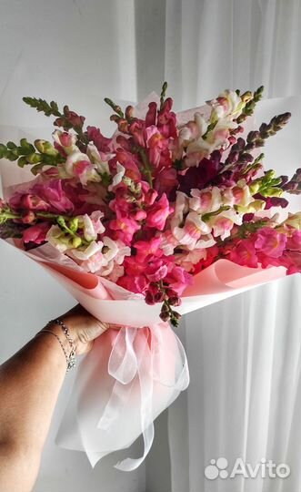 Цветы Антирринум