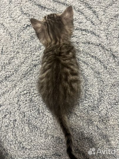 Подарю котят