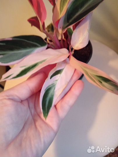 Калатея Триостар