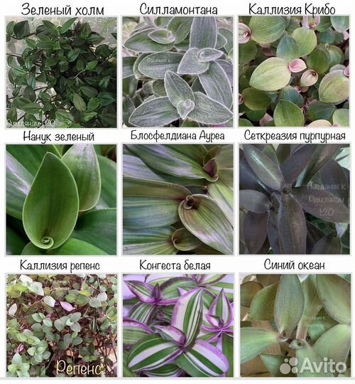 Традесканция