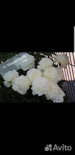 Пион саженцы(цены и сорта в описании)