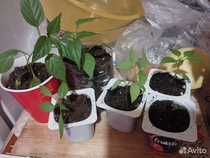 Острый перец 