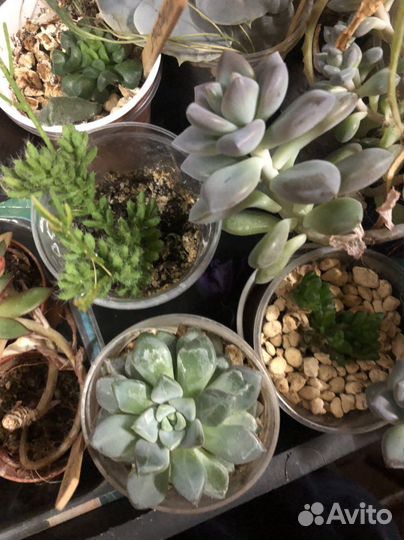 Редкие комнатные цветы