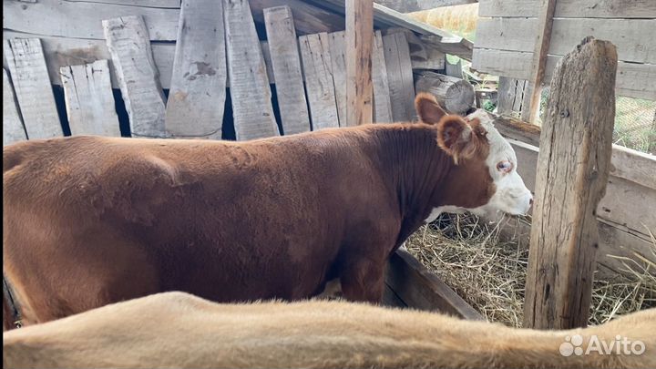 Бычки коровы телята