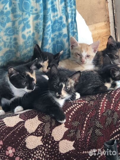 Котята в добрые руки