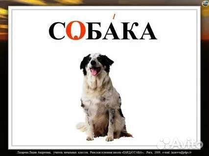 Собака девочка в добрые руки