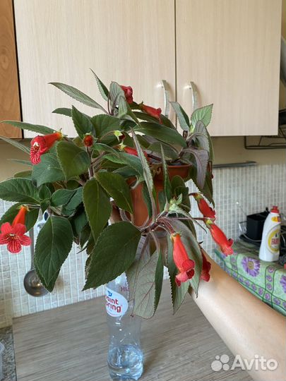 Эхсинантус