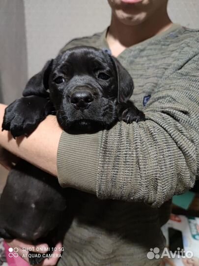 Щенки Кане-корсо