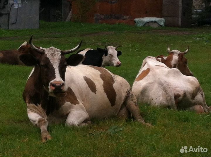Коровы дойные