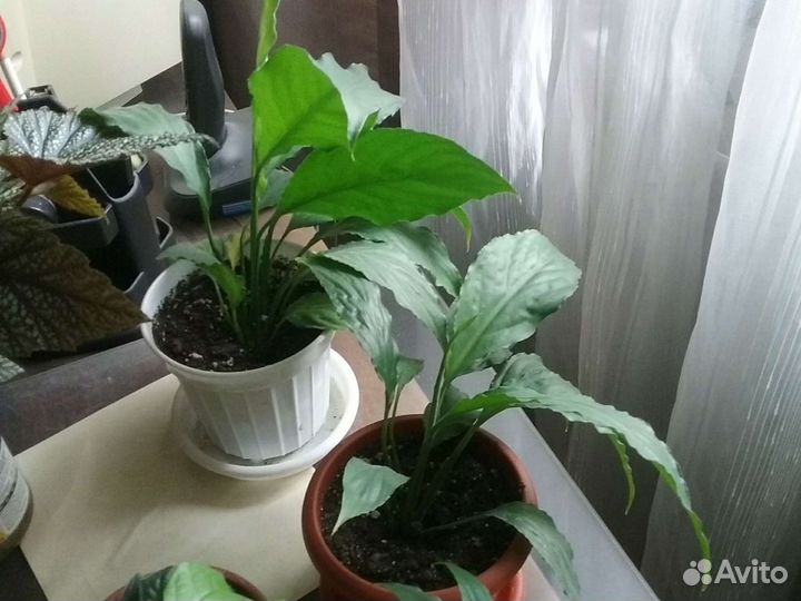 Комнатные цветы